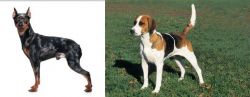 Harlequin Pinscher vs English Foxhound - Breed Comparison