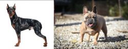 Harlequin Pinscher vs French Bulldog - Breed Comparison