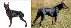 Harlequin Pinscher vs German Pinscher - Breed Comparison