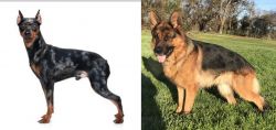 Harlequin Pinscher vs German Shepherd - Breed Comparison