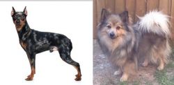 Harlequin Pinscher vs German Spitz (Mittel) - Breed Comparison