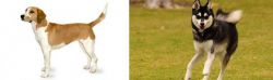 Harrier vs Alaskan Klee Kai - Breed Comparison