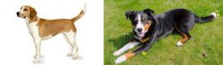 Harrier vs Appenzell Mountain Dog - Breed Comparison