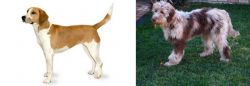 Harrier vs Aussie Doodles - Breed Comparison