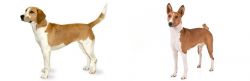 Harrier vs Basenji - Breed Comparison