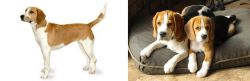 Harrier vs Beagle - Breed Comparison