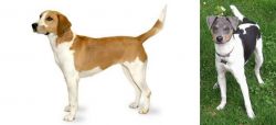 Harrier vs Brazilian Terrier - Breed Comparison