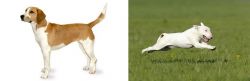 Harrier vs Bull Terrier - Breed Comparison