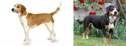Harrier vs Entlebucher Mountain Dog - Breed Comparison