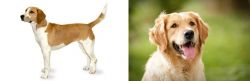 Harrier vs Golden Retriever - Breed Comparison