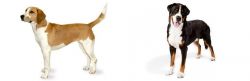 Harrier vs Greater Swiss Mountain Dog - Breed Comparison