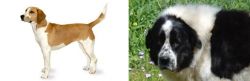 Harrier vs Greek Sheepdog - Breed Comparison