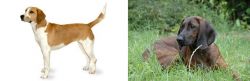 Harrier vs Hanover Hound - Breed Comparison