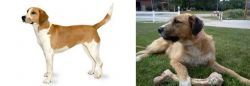 Harrier vs Irish Mastiff Hound - Breed Comparison