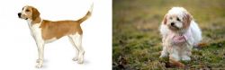 Harrier vs West Highland White Terrier - Breed Comparison