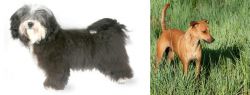 Havanese vs Africanis - Breed Comparison