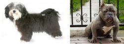 Havanese vs American Bully - Breed Comparison