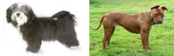 Havanese vs American Pit Bull Terrier - Breed Comparison