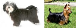 Havanese vs Australian Silky Terrier - Breed Comparison