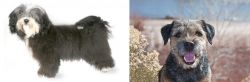 Havanese vs Border Terrier - Breed Comparison