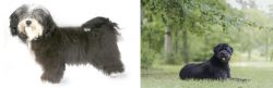 Havanese vs Bouvier des Flandres - Breed Comparison