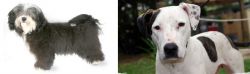 Havanese vs Bull Arab - Breed Comparison