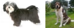 Havanese vs Cao de Gado Transmontano - Breed Comparison