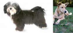 Havanese vs Carolina Dog - Breed Comparison