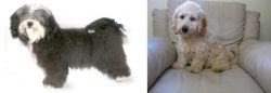 Havanese vs Cockachon - Breed Comparison
