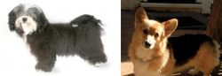 Havanese vs Dorgi - Breed Comparison