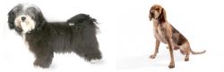 Havanese vs English Coonhound - Breed Comparison
