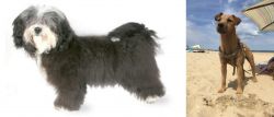 Havanese vs Fell Terrier - Breed Comparison