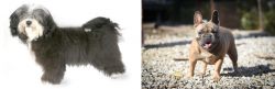 Havanese vs French Bulldog - Breed Comparison