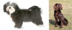Havanese vs German Spaniel - Breed Comparison