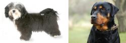 Havanese vs Rottweiler - Breed Comparison