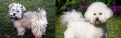  vs Bichon Frise - Breed Comparison
