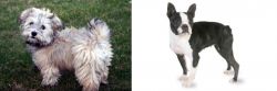  vs Boston Terrier - Breed Comparison