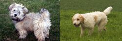 Havapoo vs Briquet Griffon Vendeen - Breed Comparison