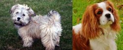  vs Cavalier King Charles Spaniel - Breed Comparison