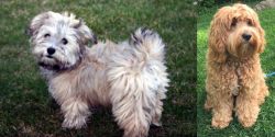 Havapoo vs Cockapoo - Breed Comparison
