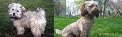 Havapoo vs Doxiepoo - Breed Comparison