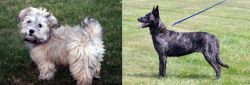 Havapoo vs Dutch Shepherd - Breed Comparison
