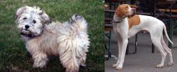 Havapoo vs English Pointer - Breed Comparison