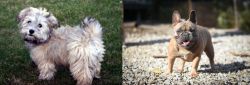 Havapoo vs French Bulldog - Breed Comparison