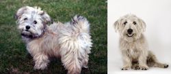 Havapoo vs Glen of Imaal Terrier - Breed Comparison