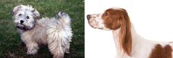  vs Irish Red and White Setter - Breed Comparison