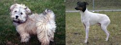  vs Japanese Terrier - Breed Comparison