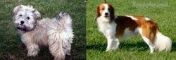  vs Kooikerhondje - Breed Comparison