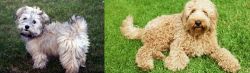 Havapoo vs Labradoodle - Breed Comparison