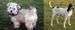 Havapoo vs Petit Gascon Saintongeois - Breed Comparison